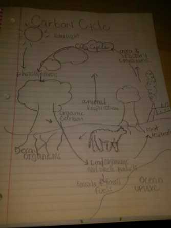 Carbon Cycle - APES